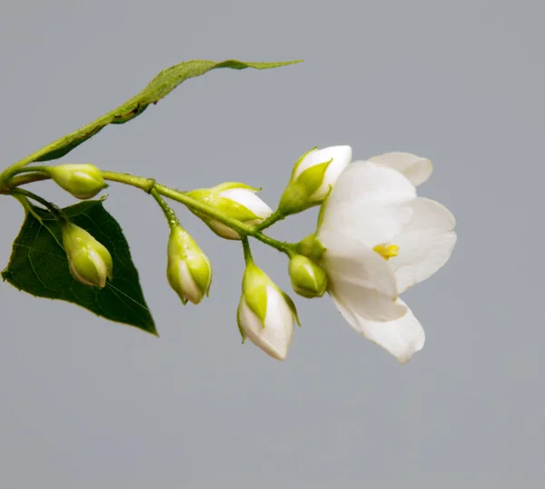 Hermosas flores de margarita aisladas en el fondo —  Fotos de Stock