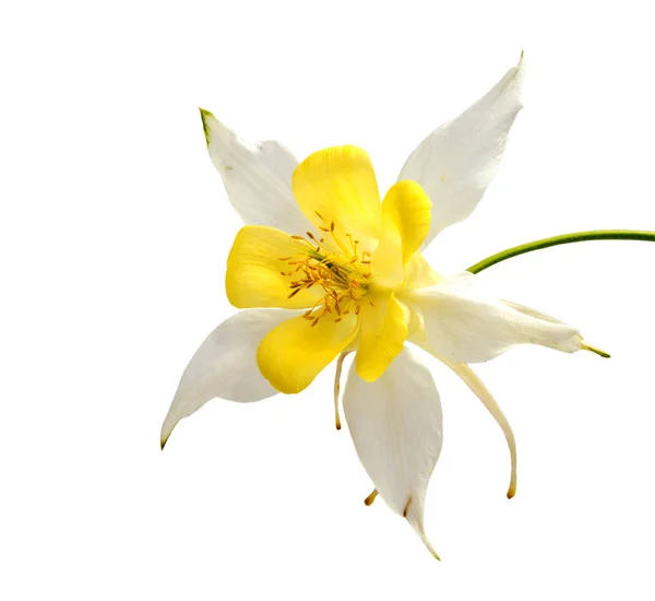 Gyönyörű Margaréta virágot háttér elszigetelt — Stock Fotó