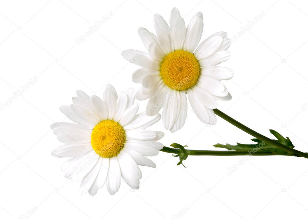 Top view of a white daisy isolated on a white background.