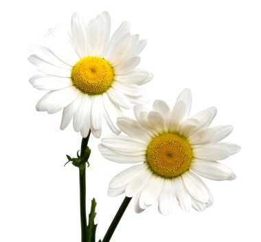 Beyaz papatya izole Üstten Görünüm 