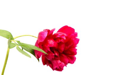 Pembe şakayık çiçeği