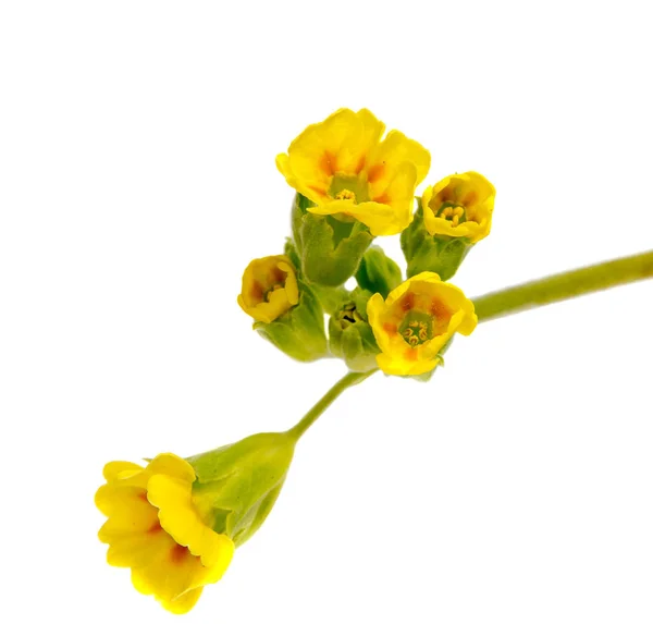 Krásné daisy květiny izolované na pozadí — Stock fotografie