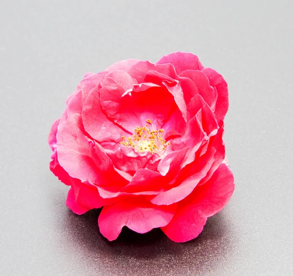 Tête de fleur rose isolé sur noir — Photo