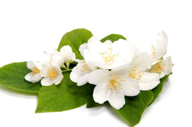 yasemin çiçeği beyaz arkaplanda izole edilmiş.