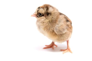 Sarı tavuk izole bir white adlı arıyorsunuz 