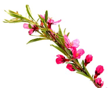 Beyaz izole pembe şeftali çiçek 