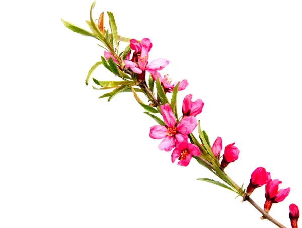 분홍색 복숭아 꽃 흰색 절연 — 스톡 사진