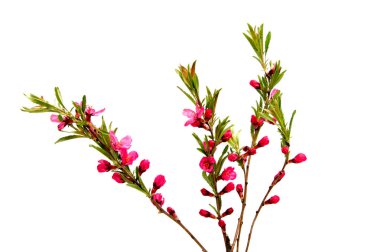 Beyaz izole pembe şeftali çiçek 