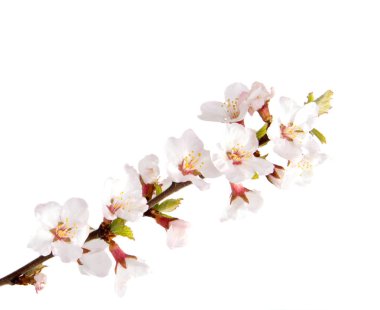 Bahar Bloom kiraz çiçek beyaz