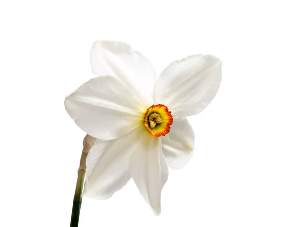 Květ žlutý Narcis (narcissus) izolované na bílém — Stock fotografie