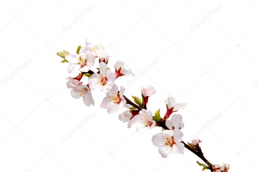 Spring Bloom cherry flower on white