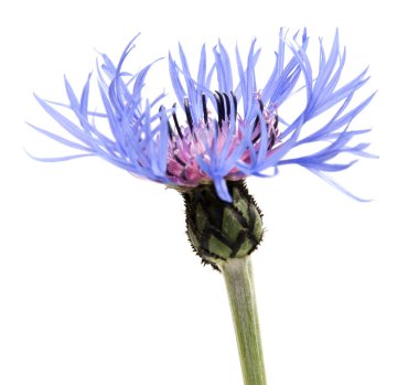 Arka plan üzerinde izole güzel papatya çiçekler