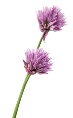 Arka plan üzerinde izole güzel papatya çiçekler