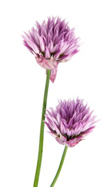 Arka plan üzerinde izole güzel papatya çiçekler