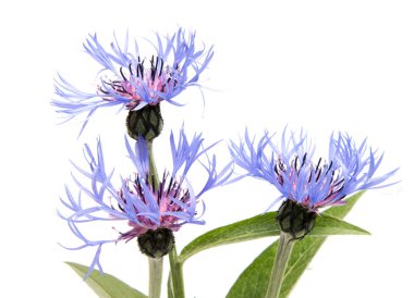 Arka plan üzerinde izole güzel papatya çiçekler