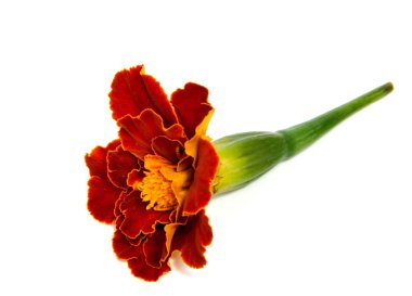 Beyaz arka plan üzerinde izole çiçek turuncu kadife çiçeği.