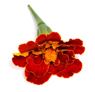 Beyaz arka plan üzerinde izole çiçek turuncu kadife çiçeği.