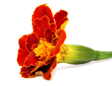 Beyaz arka plan üzerinde izole çiçek turuncu kadife çiçeği.