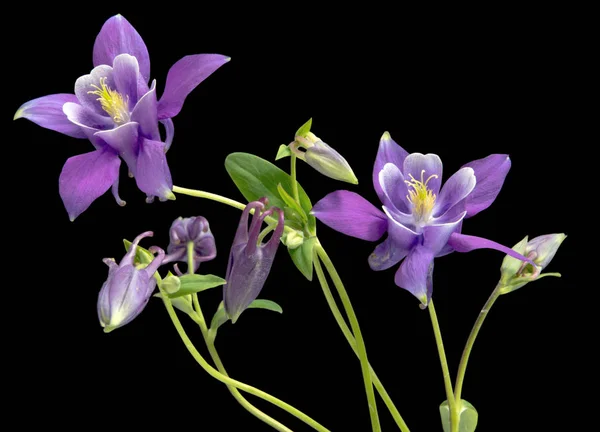 Arka plan üzerinde izole güzel papatya çiçekler 