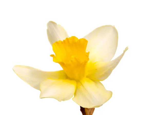 Fleur de jonquille jaune (narcisse) isolée sur blanc — Photo