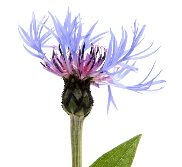 Arka plan üzerinde izole güzel papatya çiçekler