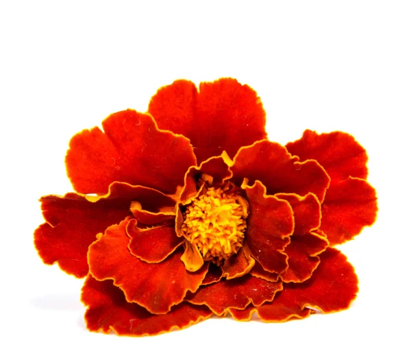 Flor caléndula naranja aislada sobre fondo blanco . —  Fotos de Stock
