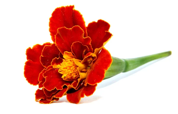 Bunga oranye marigold diisolasi di latar belakang putih . — Stok Foto