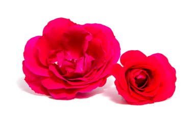 Gül çiçek baş beyaz izole