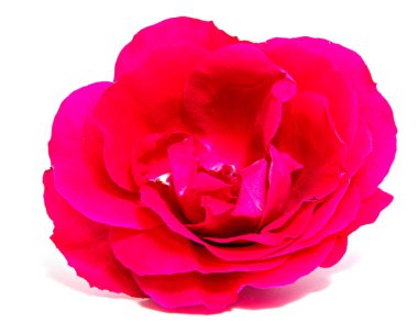 Gül çiçek baş beyaz izole