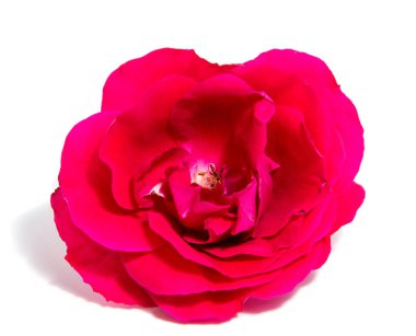 Gül çiçek baş beyaz izole