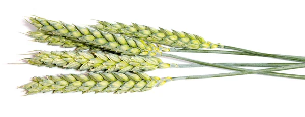 Spighe di grano isolate su fondo bianco — Foto Stock
