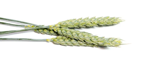 Espigas de trigo isoladas sobre fundo branco — Fotografia de Stock