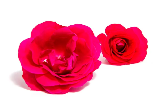 Rosa flor cabeza aislada en blanco —  Fotos de Stock
