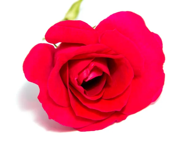 Róża głowa kwiat na białym tle — Zdjęcie stockowe