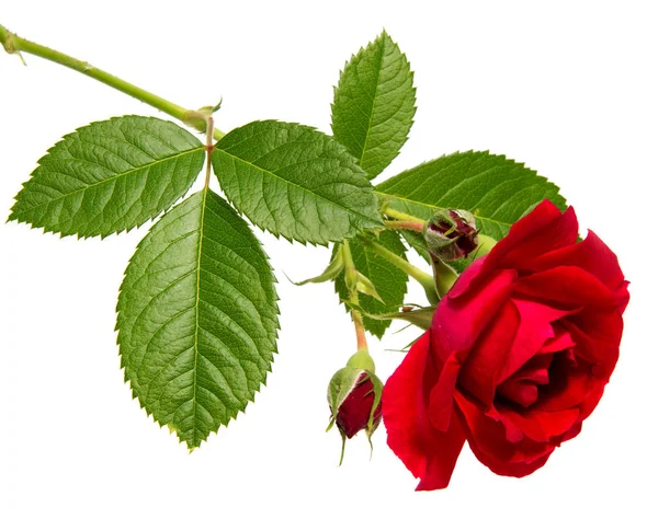 Rosa flor cabeça isolada no branco — Fotografia de Stock