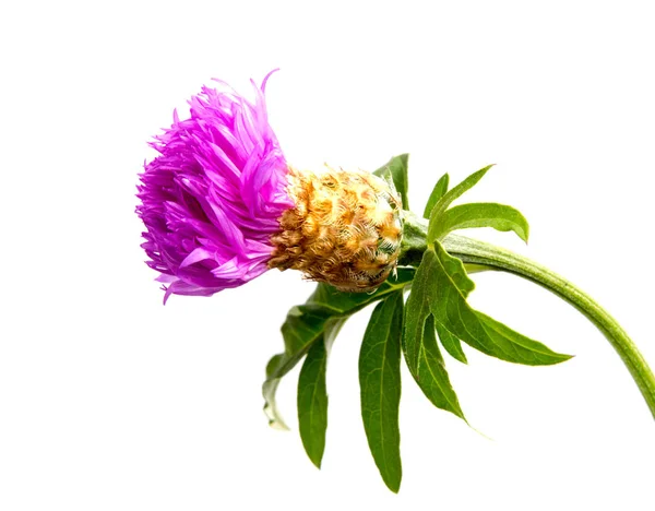 Un insecto en la cabeza floreciente de una flor de cardo está buscando néctar . — Foto de Stock