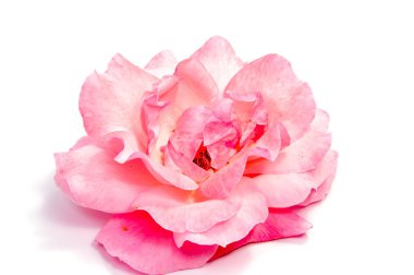 Gül çiçek baş beyaz arka plan kesme izole