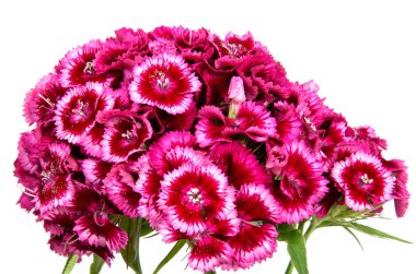 Yaz çayır üzerinde pembe karanfil