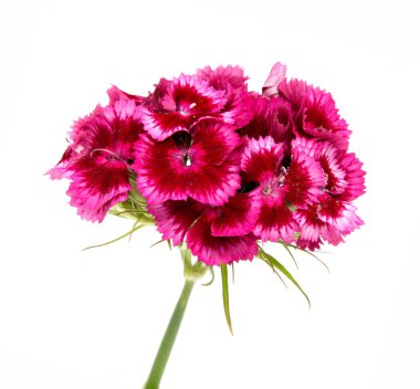 Yaz çayır üzerinde pembe karanfil