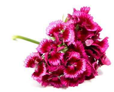 Yaz çayır üzerinde pembe karanfil