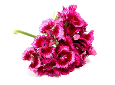 Yaz çayır üzerinde pembe karanfil