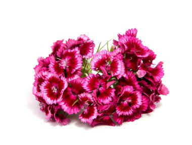 Yaz çayır üzerinde pembe karanfil