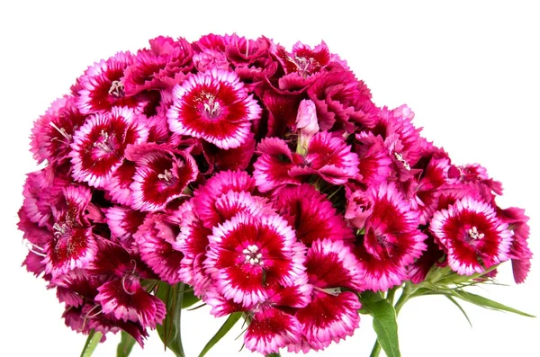 Yaz çayır üzerinde pembe karanfil