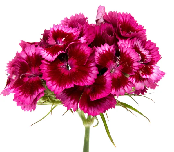 Yaz çayır üzerinde pembe karanfil