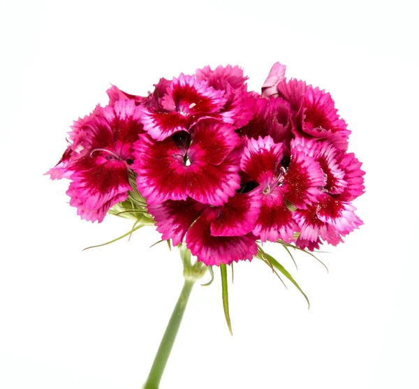 Yaz çayır üzerinde pembe karanfil