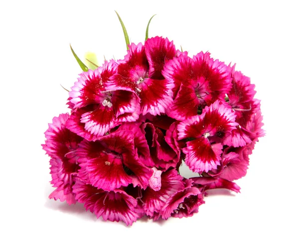 Yaz çayır üzerinde pembe karanfil