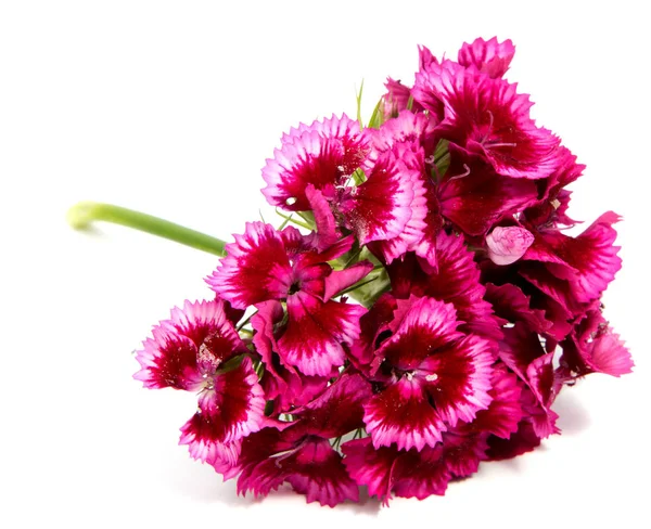 Yaz çayır üzerinde pembe karanfil