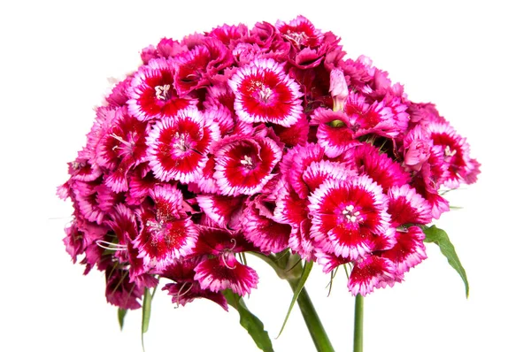 Yaz çayır üzerinde pembe karanfil