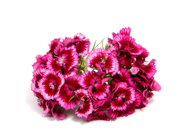 Yaz çayır üzerinde pembe karanfil