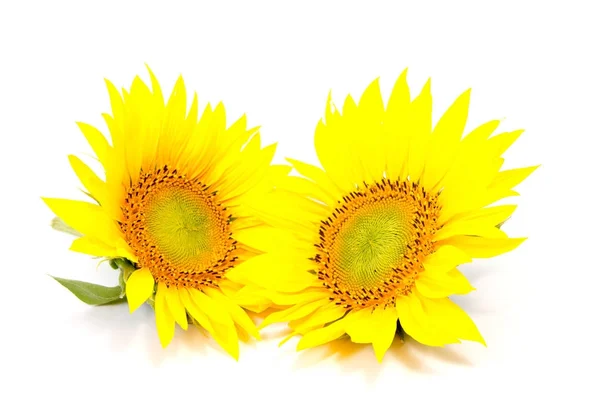 Schöne Blume Sonnenblumen Auf Weißem Hintergrund — Stockfoto